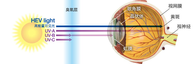 插图:到达视网膜的高能可见光线